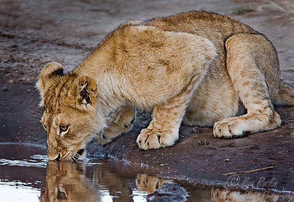 015_Lion Cub_Tanzania