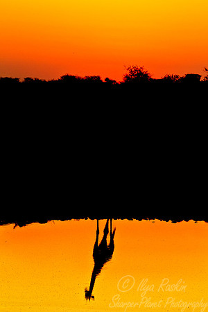 130 Giraffe (Giraffa camelopardalis) - Etosha Namibia