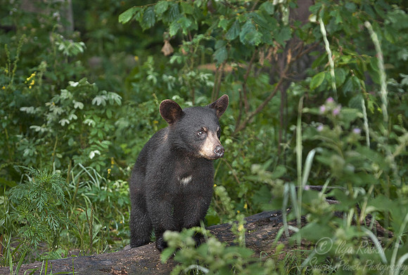 015_American Black Bear (Ursus americanus)_MN
