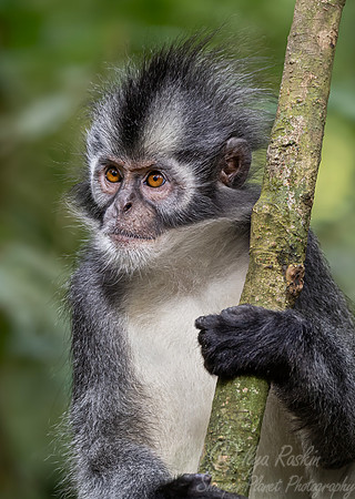 230 Thomas's langur (Presbytis thomasi) - Sumatra Indonesia