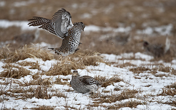 090 Sharp-tailed grouse (Tympanuchus phasianellus) - MN