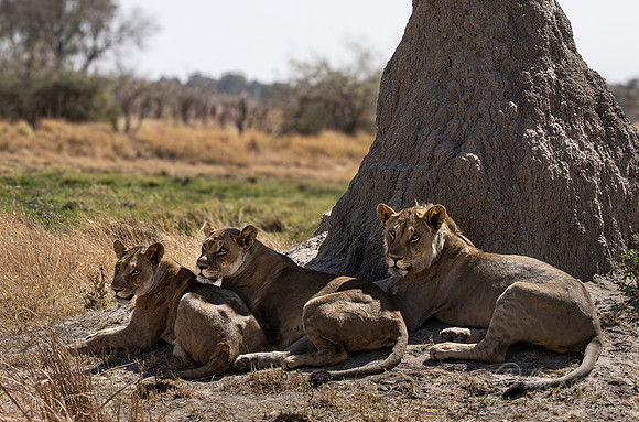 221 Lions (Panthera leo) - Botswana