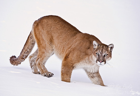 021_Mountain Lion