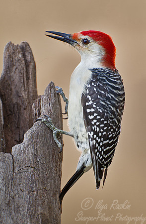 077 Red-bellied Woodpecker (Melanerpes carolinus) - NJ