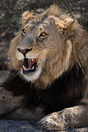 231 Lion (Panthera leo) - Botswana