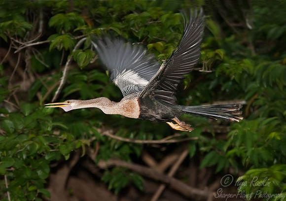 003 Anhinga - Pantanal Brazil