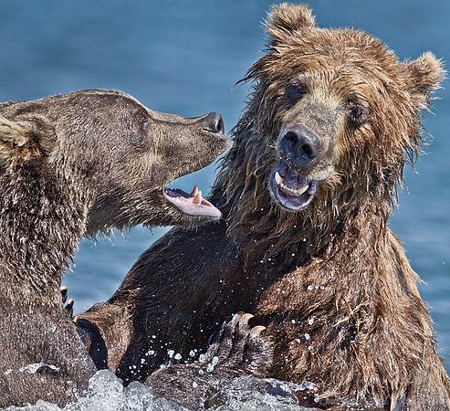 067 Brown Bear (Ursus arctos) - Kamchatka Russia