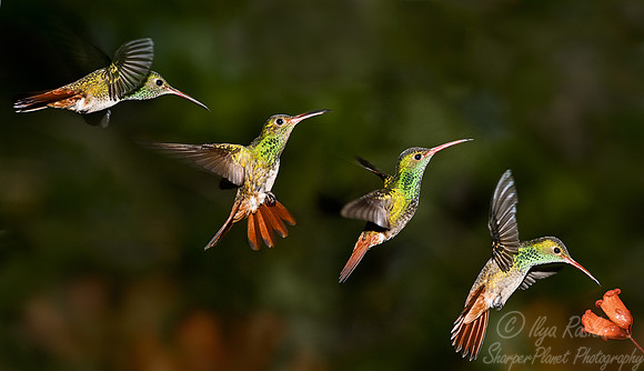 045 Rufus-tailed Hummingbird - Ecuador
