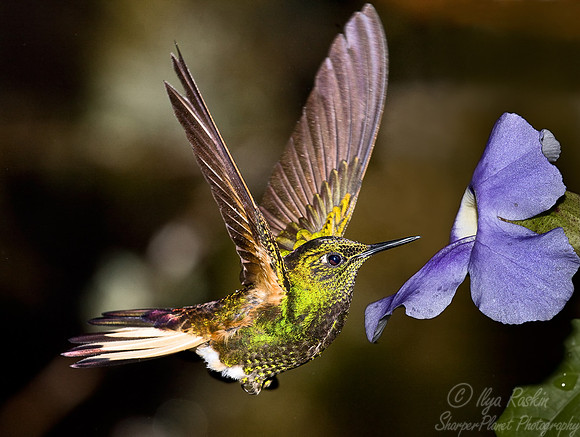 034 Buffed-tailed Coronet - Ecuador