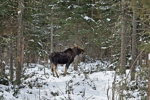 121  Moose (Alces alces) - Maine