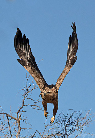 357 Tawny eagle (Aquila rapax) - Kagalagadi Transfrontier Park SA