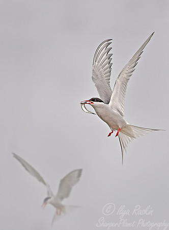 010 Arctic Terns (Sterna paradisaea) - Machias Seal Island Canada