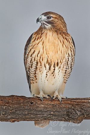 102 Red-shouldered Hawk (Buteo lineatus) - MA