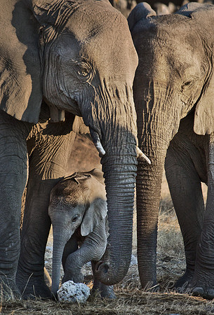 019 African elephants (Loxodonta africana) - Etosha Namibia