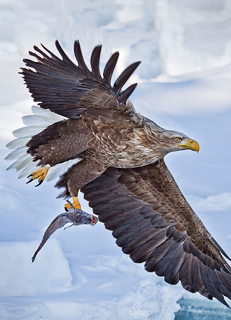 119 White-tailed Eagle (Haliaeetus albicilla) - Hokkaido Japan