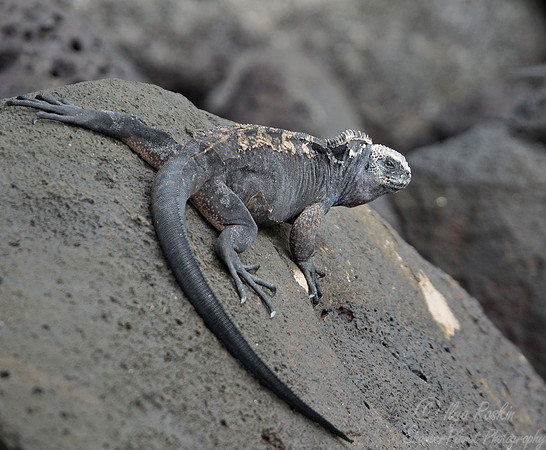055 Marine Iguana (Amblyrhynchus cristatus) - Galapagos Ecuador