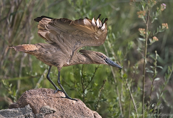 032 Hammerkop - South Africa
