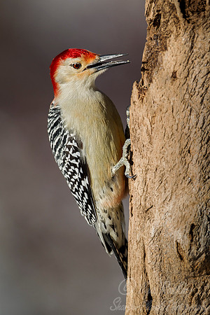094 Red-bellied Woodpecker (Melanerpes carolinus)