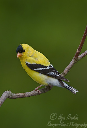 001 Gold Finch - NJ