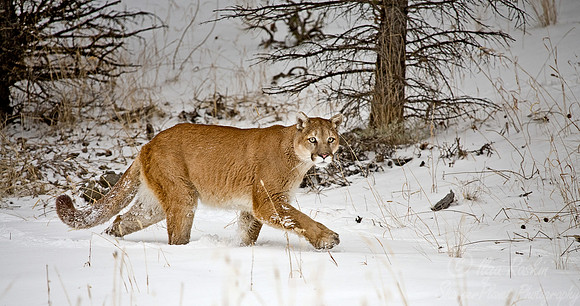 004_Mountain Lion
