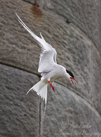103 Arctic Tern (Sterna paradisaea) - ME