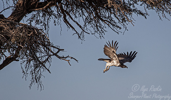 358 Martial eagle (Polemaetus bellicosus) - Kagalagadi Transfrontier Park SA
