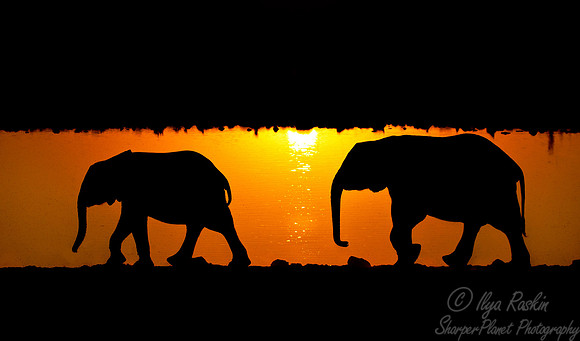 023 African elephants (Loxodonta africana) - Etosha Namibia