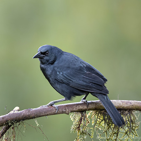 744 Scrub blackbird (Dives warczewiczi) - Ecuador