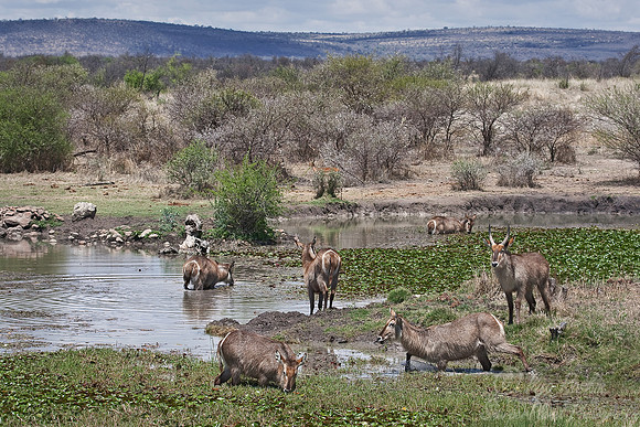 042_Waterbucks (Kobus ellipsiprymnus)_Madikwe_S Africa