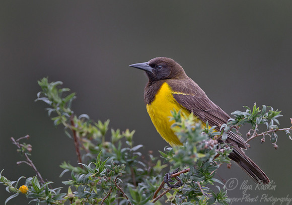 108 Brown-and-yellow Marshbird (Pseudoleistes virescens) - Ibera Wetlands Argentina
