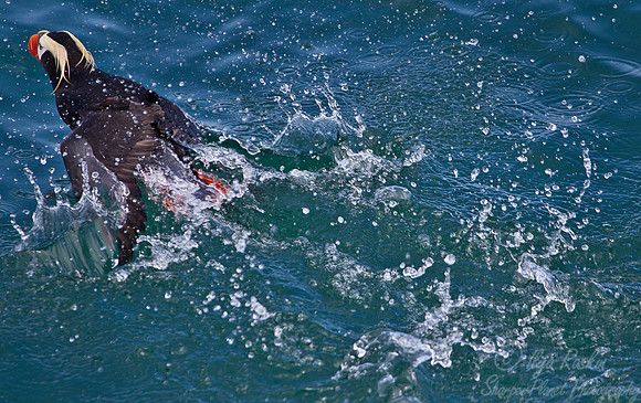 035 Tufted Puffin (Fratercula cirrhata) - AK