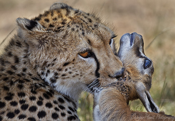 043 Cheetah (Acinonyx jubatus) - Masai Mara Kenya