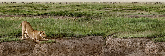 012_Lion_Tanzania