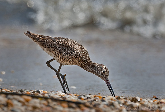 076 Willet (Tringa semipalmata) - DE