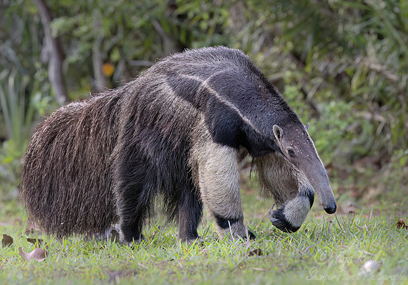 005 Giant anteater (Myrmecophaga tridactyla) - Pantanal Brazil
