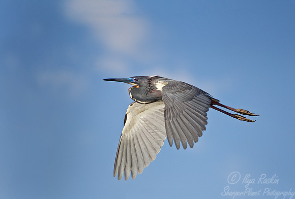136 Tricolored Heron (Egretta tricolor) - FL