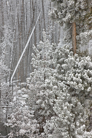 049_Yellowstone in winter