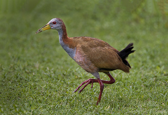 046 Giant Wood Rail (Aramides ypecaha) - Ibera Wetlands Argentina