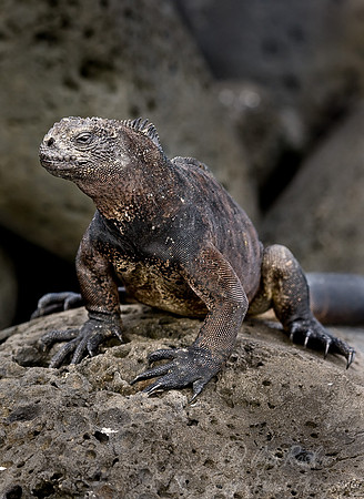 030_Marine Iguana_Ecuador