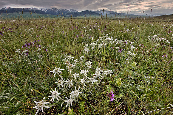079 Eastern Tien-Shan - Kazakhstan
