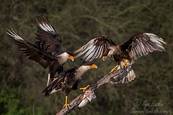 368 Crested caracaras (Caracara plancus) - TX