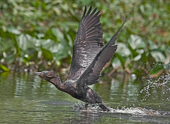008 Neotropic cormorant - Pantanal Brazil
