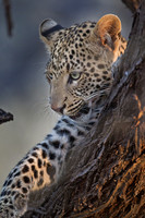 2011 Namibia 2
