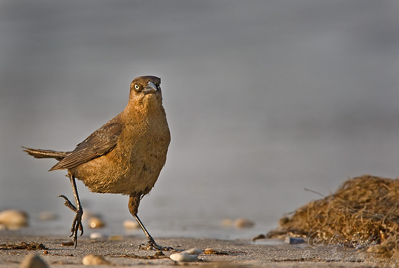 047 Boat-tailed Grackle - Master