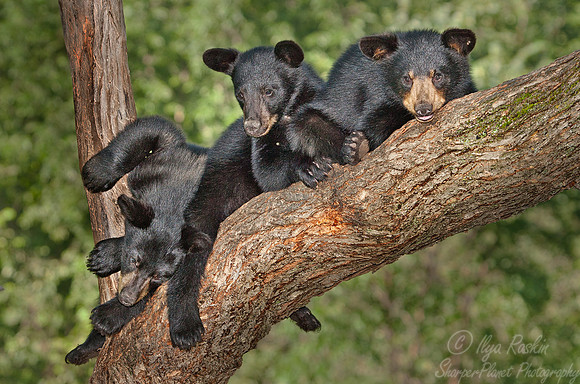 008_American Black Bear (Ursus americanus)_MN