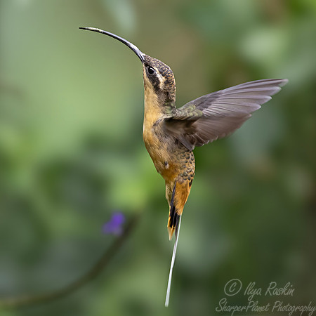 512 Tawny-bellied hermit (Phaethornis syrmatophorus) - Colombia cloud forest