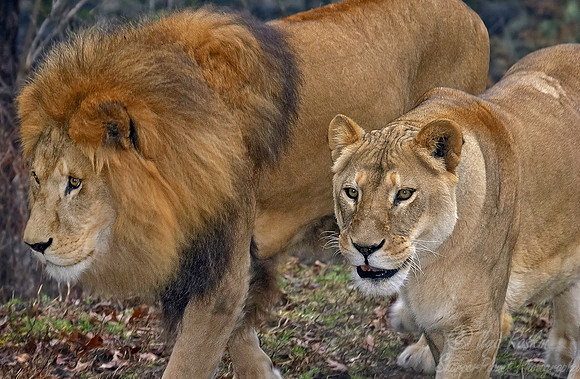 002_Lions_Bronx Zoo_NY