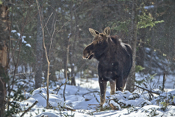 119 Moose (Alces alces) - Maine