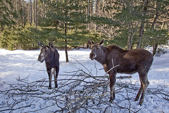 125 Moose (Alces alces) - Maine