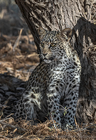 211 Leopard cub (Panthera pardus) - Kgalagadi Transfrontier Park SA